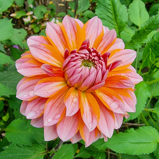 Peaches and Vanilla Dahlia