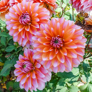 Peaches and Vanilla Dahlia