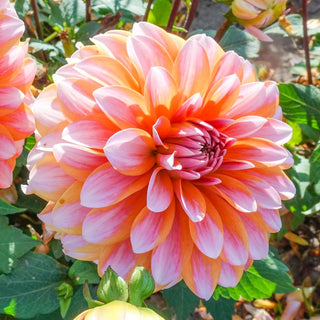 Peaches and Vanilla Dahlia