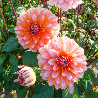 Peaches and Vanilla Dahlia