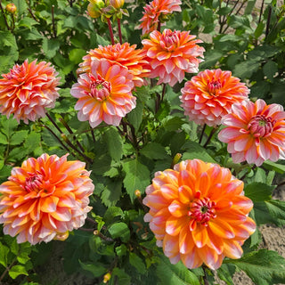 Peaches and Vanilla Dahlia