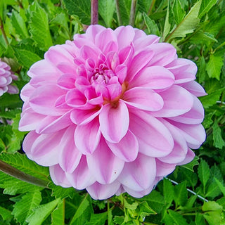Pink Pop Dahlia