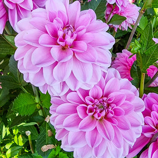 Pink Pop Dahlia