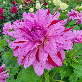 Prince Carnival Dahlia