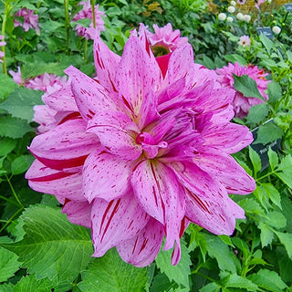 Prince Carnival Dahlia
