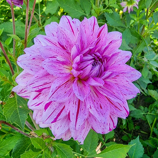 Prince Carnival Dahlia
