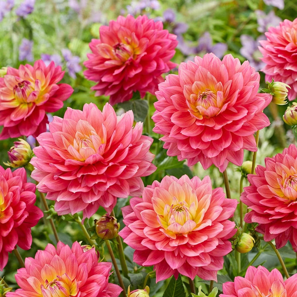 Magenta Festival Dahlia – Breck's