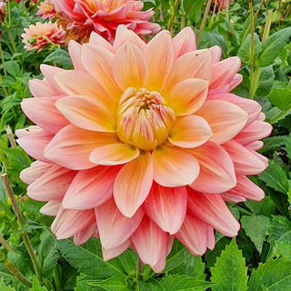 Magenta Festival Dahlia