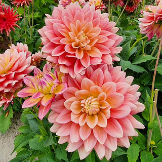 Magenta Festival Dahlia