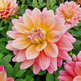Magenta Festival Dahlia