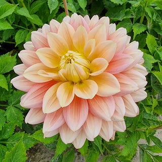 Magenta Festival Dahlia