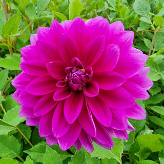 Le Baron Dahlia