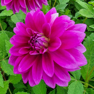 Le Baron Dahlia