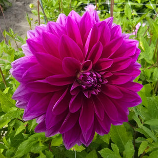 Le Baron Dahlia