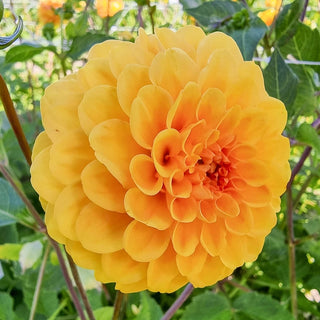 Golden Scepter Dahlia