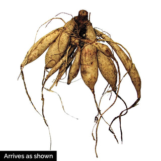 Golden Scepter Dahlia