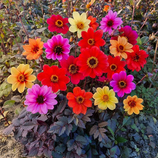 Improved Burgundy Leaf Dahlia Mixture