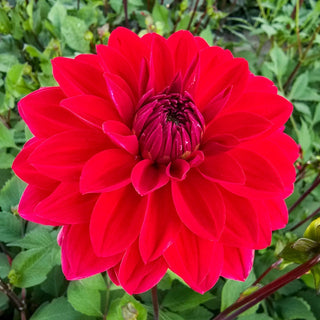 Menorca Dahlia