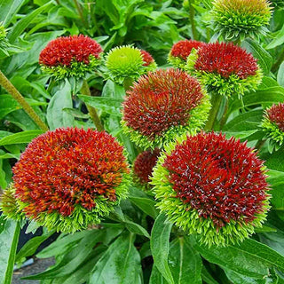 Drumstick Bicolor Coneflower