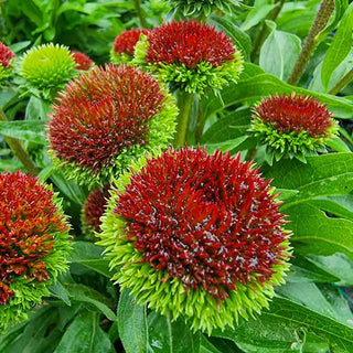 Drumstick Bicolor Coneflower