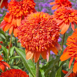 Cheerleader Orange Coneflower