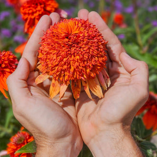 Cheerleader Orange Coneflower