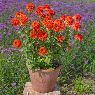 Cheerleader Orange Coneflower