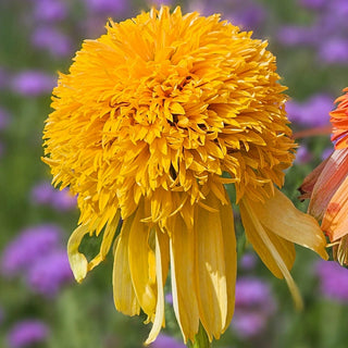 Cheerleader Yellow Coneflower