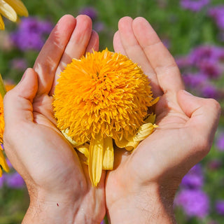 Cheerleader Yellow Coneflower