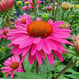 Wild Supreme Coneflower