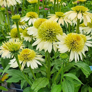 Stuffed Candy Coneflower