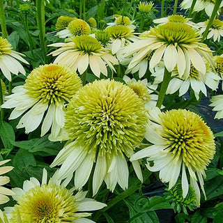 Stuffed Candy Coneflower