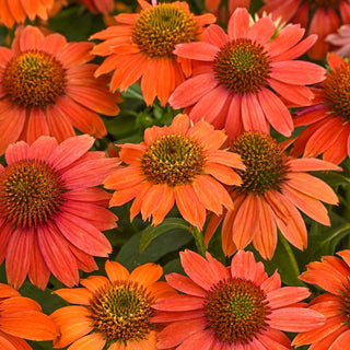Lakota Red Coneflower