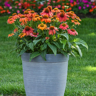 Lakota Red Coneflower