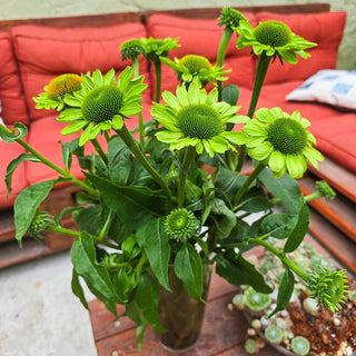 Alan's Pride Coneflower