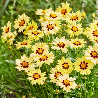 Solar Moon Coreopsis