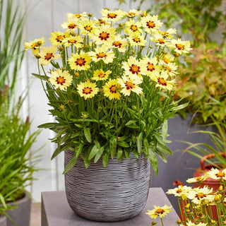 Solar Moon Coreopsis
