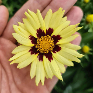 Solar Moon Coreopsis