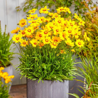 Solar Mellow Coreopsis