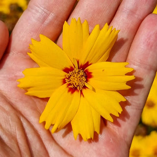 Solar Mellow Coreopsis
