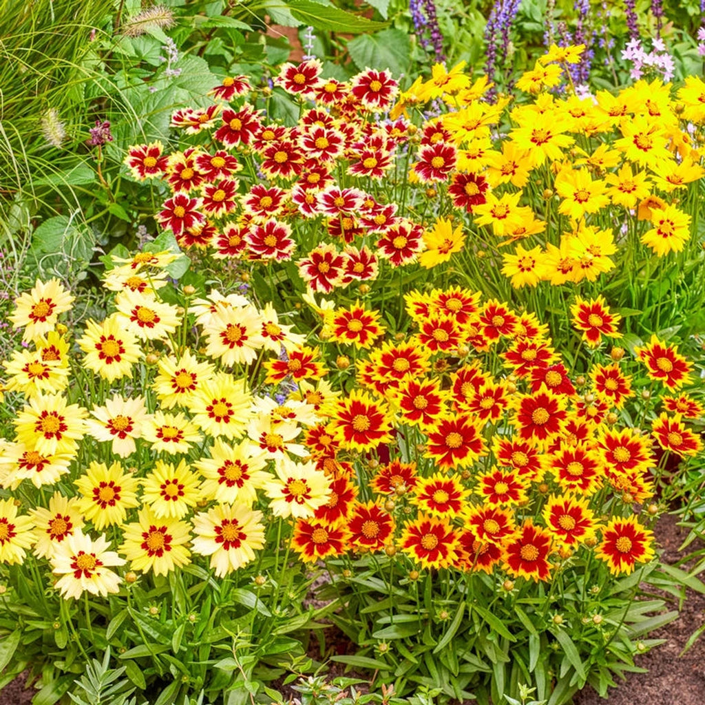 Coreopsis Rising Sun Buy Solar Coreopsis Collection | Sun Perennials | Breck's