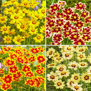Solar Coreopsis Collection