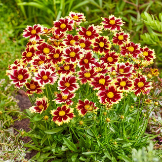 Solar Coreopsis Collection