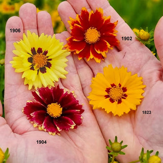 Solar Coreopsis Collection