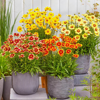 Solar Coreopsis Collection