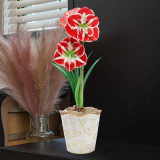 Samba Amaryllis in Gold Hearts Pot