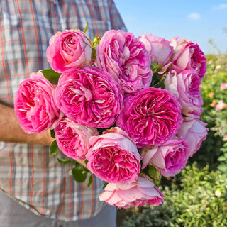 Fashion Forward™ Floribunda Rose