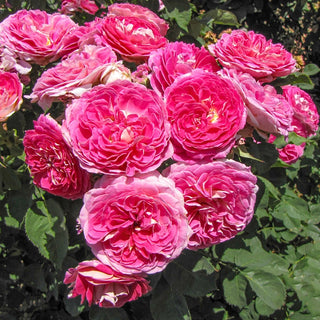 Fashion Forward™ Floribunda Rose