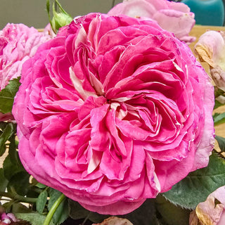 Fashion Forward™ Floribunda Rose