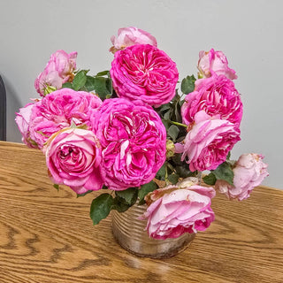 Fashion Forward™ Floribunda Rose